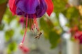 Close up of a single pink fuschia bloom