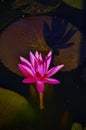 close up single pink lotus flower in lotus pond.