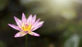 Close-up of a single pink lotus in a sunlit pond
