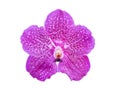 Close up single pink-purple vanda orchid flowers isolated on white with clipping path. Royalty Free Stock Photo