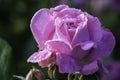 Close-up of a single pink rose bloom covered with dew drops in the morning light Royalty Free Stock Photo