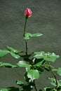 Close-up of a single pink rose surrounded by several rosebuds