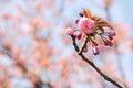 Close up of single pink Sakura flower and buds against blue sky Royalty Free Stock Photo