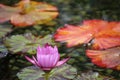 Close Up of a Single Pink Water Lily and Pads in a Pond Royalty Free Stock Photo