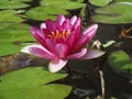 Close-up single pink water-lily in the water Royalty Free Stock Photo