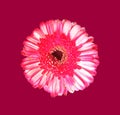 Close up, Single pink white color gerbera flower blossom blooming isolated on dark magenta red background for stock photo, house Royalty Free Stock Photo