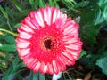 Close up, Single pink white color gerbera flower blossom blooming on tree blurred green leaf background for stock photo, house Royalty Free Stock Photo