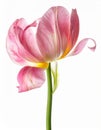 Close Up of a Single Pink and White Tulip Flower on White Background Royalty Free Stock Photo