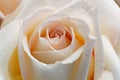 Close up of a single pinky orangey rose with tiny water droplets Royalty Free Stock Photo