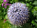 Close up of a single purple allium flower Royalty Free Stock Photo