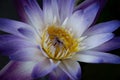 Close-up of a single purple lotus flower is blooming on dark background Royalty Free Stock Photo