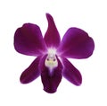 single purple Orchid flower isolated on white background Royalty Free Stock Photo