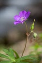 Close Up of Single Purple Phacelia Flower