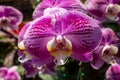 A close up of a single purple Thai orchid flower head Royalty Free Stock Photo