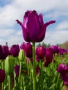 Close up of single purple tulip in a tuilip field