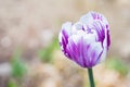 Close up single purple and white tulip blooming outdoors Royalty Free Stock Photo