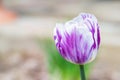 Close up single purple and white tulip blooming outdoors Royalty Free Stock Photo