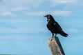 Close up of a single Raven Corvus corax perched on a post