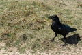 Close up of a single Raven Corvus corax perched on a post