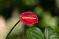 Close-up of a single red Anthurium flower Royalty Free Stock Photo