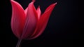 A close up of a single red flower with dark background, AI