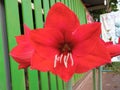 Close up, Single red hippeastrum johnsonii flower blossom blooming blurred background for stock photo or design, house plants, Royalty Free Stock Photo