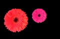 Close up, Single red and pink color gerbera flower blossom blooming isolated on black background for stock photo, house plants, Royalty Free Stock Photo