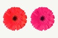 Close up, Single red and pink color gerbera flower blossom blooming isolated on white background for stock photo, house plants, Royalty Free Stock Photo