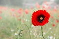 CLOSE UP SINGLE RED POPPY FLOWER SORROUNDED BY GREEN GRASS IN TH Royalty Free Stock Photo