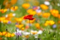 Close up of single red poppy in wild flower garden against brilliant yellow flower background