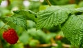 Close up from a single red raspberry on shrub Royalty Free Stock Photo