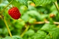 Close up from a single red raspberry on shrub Royalty Free Stock Photo
