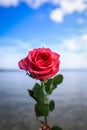 Close up of single red rose against beach and blue sky background Royalty Free Stock Photo