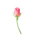 Single red rose bud flower with green stem isolated on white background with clipping path Royalty Free Stock Photo