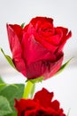 Close-up of a single red rose flower with green leaves on a white background Royalty Free Stock Photo