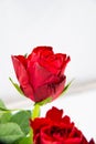 Close-up of a single red rose flower with green leaves on a white background Royalty Free Stock Photo