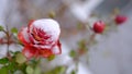 Close up of single red rose under snow in garden. Winter attack in autumn. Royalty Free Stock Photo