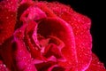 Close-up Single Red Rose with Water droplets Black Background Royalty Free Stock Photo