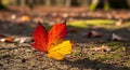 Close-up of a single red and yellow maple leaf resting on the forest floor with sunlight filtering through autumn foliage creating Royalty Free Stock Photo