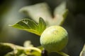 Close up of a single ripe fig on the branch Royalty Free Stock Photo