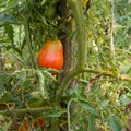 Close up of single ripening tomato on plant in garden, healthy antioxidant rich food