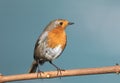 A single robin perched on a tree branch