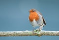 A single robin perched on a tree branch