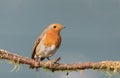 A single robin sat on a tree branch