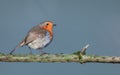 A close up of single robin on a tree branch