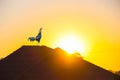 Single rooster and beautiful sunrise on yellow gold sky on background with silhouette roof home , tree