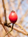 close up of single rose hip red head berry winter forage