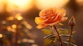 A close up of a single rose in the sun with blurred background, AI