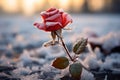 Close up of a single rose, a symbol of love, amid a frosty field