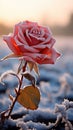 Close up of a single rose, a symbol of love, amid a frosty field